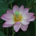 劣等感コンプレックスの解消は努力による克服ではなく価値観の転換