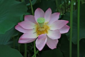 劣等感コンプレックスの解消は努力による克服ではなく価値観の転換